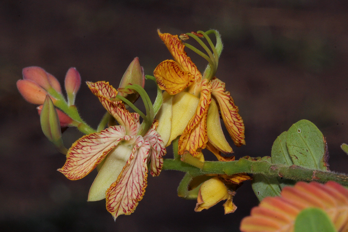 Tamarindus indica Tamarindus indica