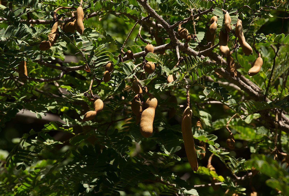 Tamarindus indica Tamarindus indica