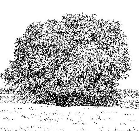 Tamarindus indica Tamarindus indica