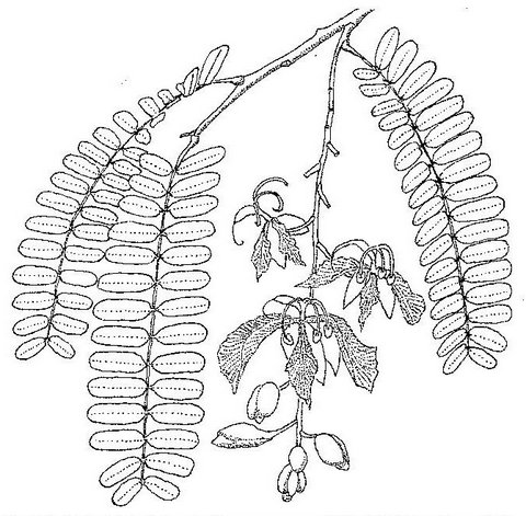 Tamarindus indica Tamarindus indica