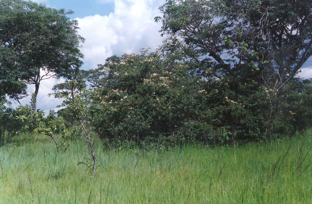 Bauhinia petersiana Bauhinia petersiana