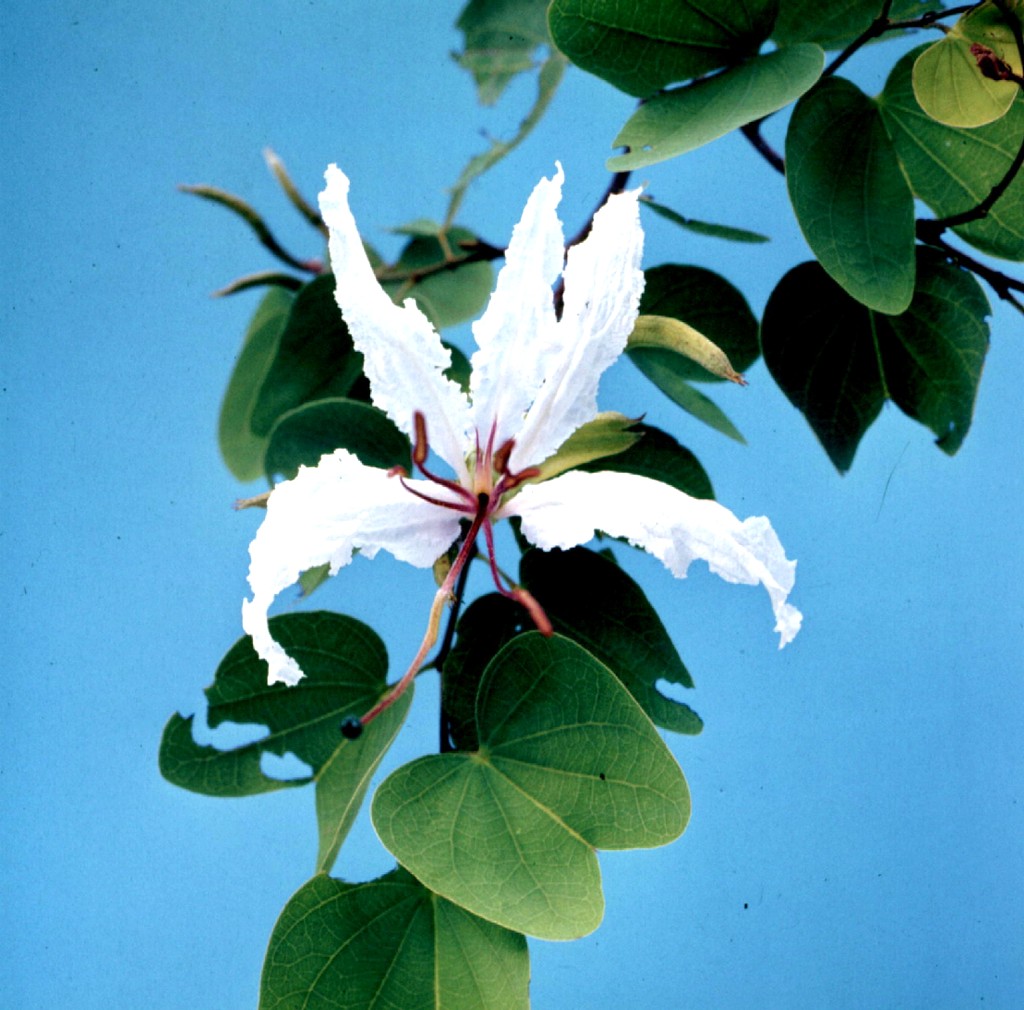 Bauhinia petersiana Bauhinia petersiana