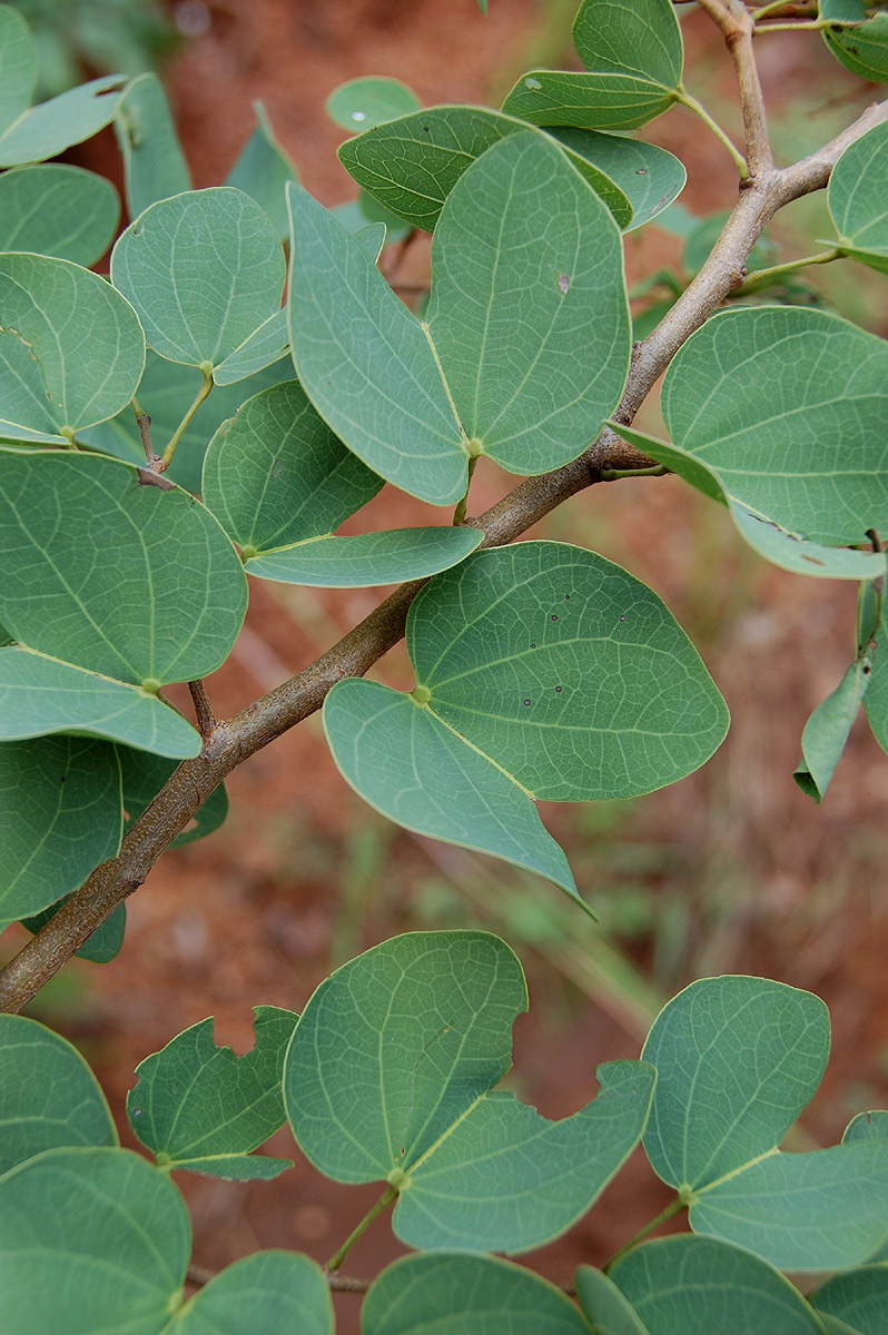 Bauhinia petersiana Bauhinia petersiana