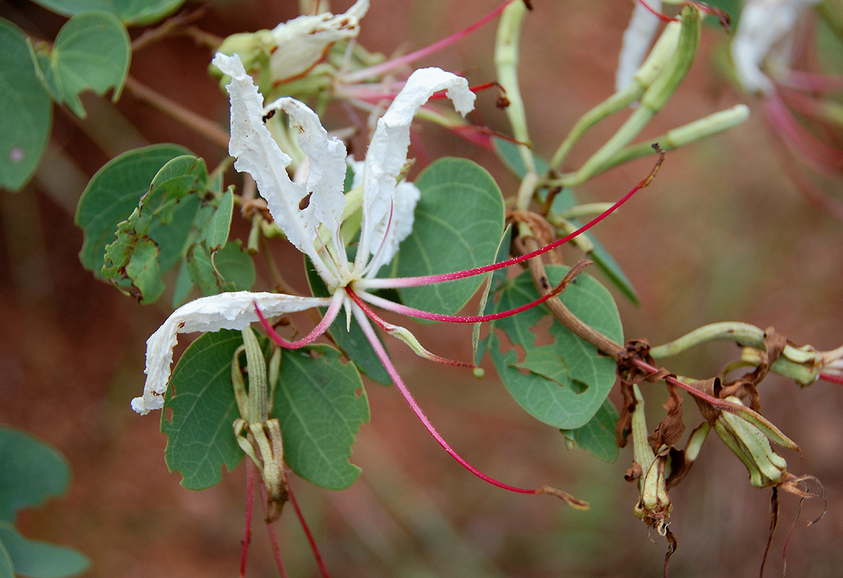 Bauhinia petersiana Bauhinia petersiana