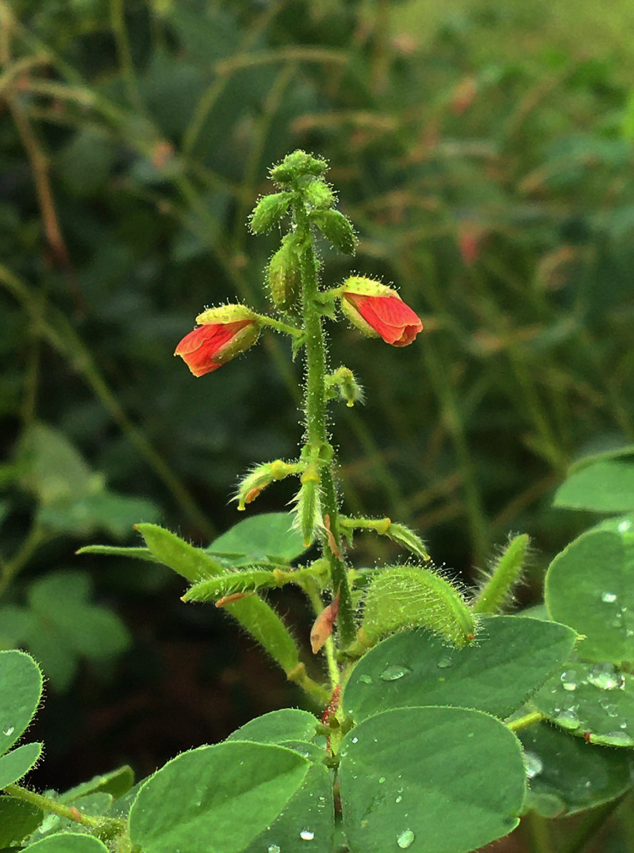 Chamaecrista absus Chamaecrista absus