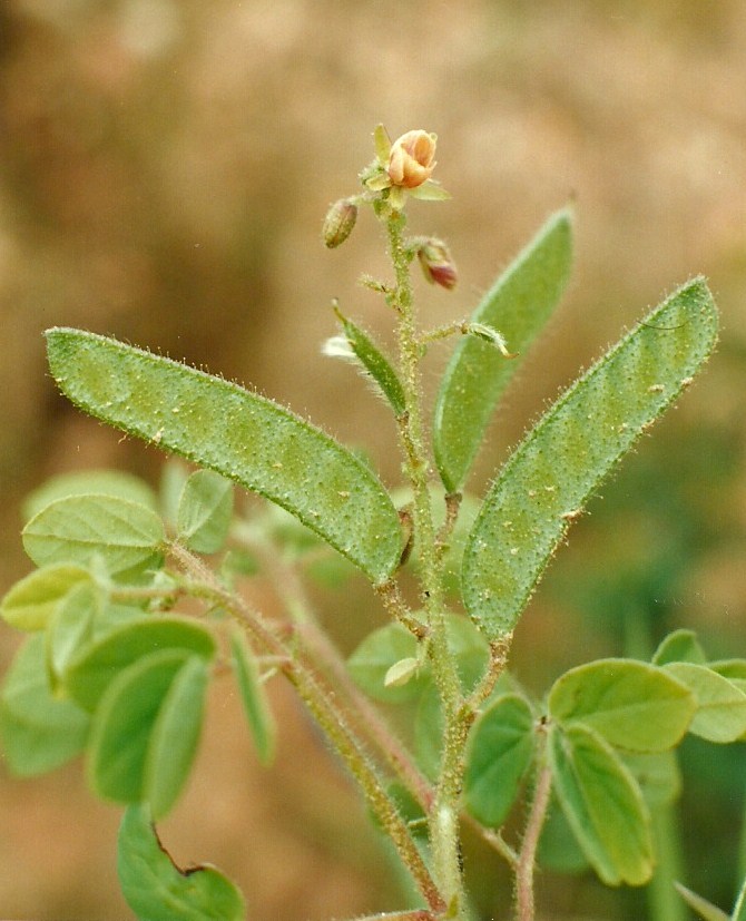 Chamaecrista absus Chamaecrista absus