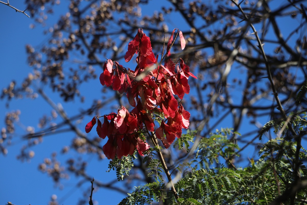 Pterolobium stellatum Pterolobium stellatum