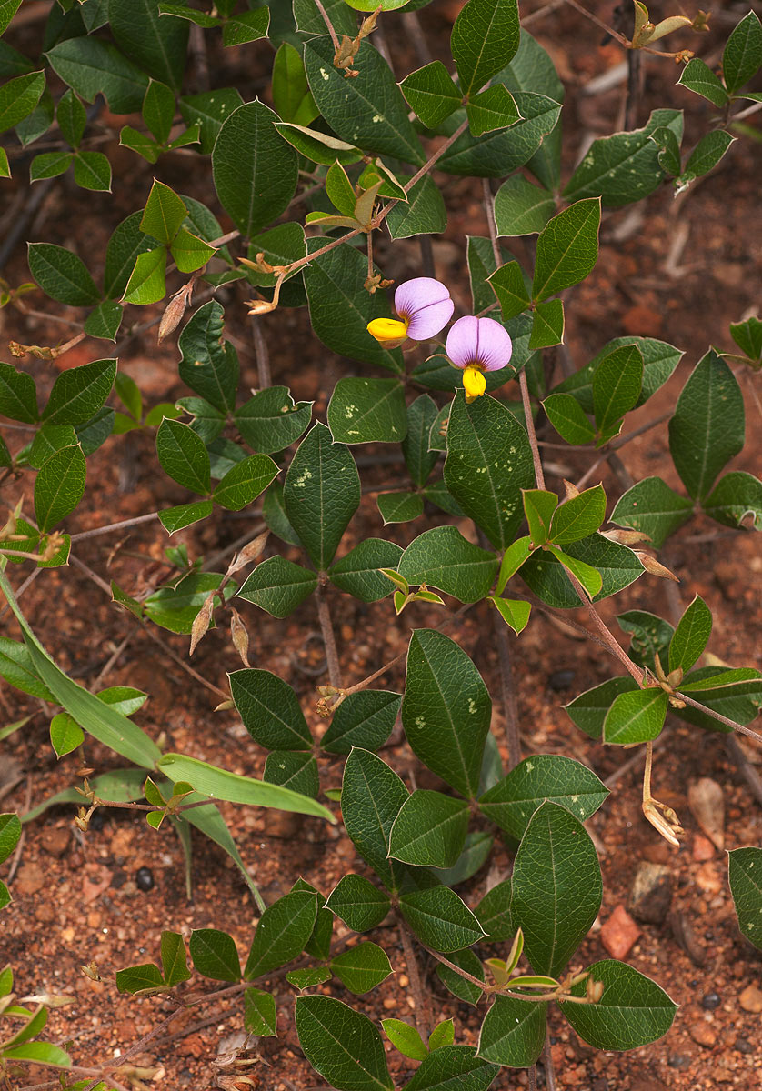 Crotalaria variegata Crotalaria variegata