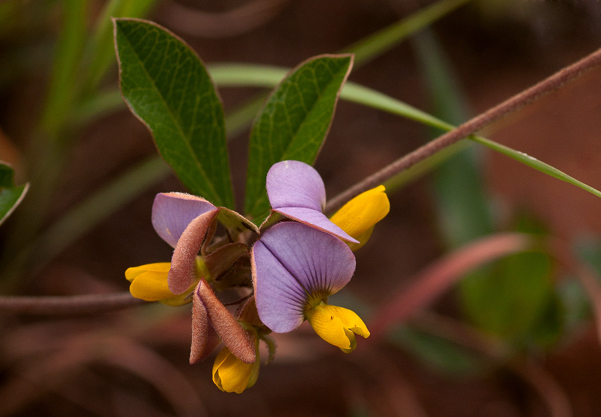 Crotalaria variegata Crotalaria variegata