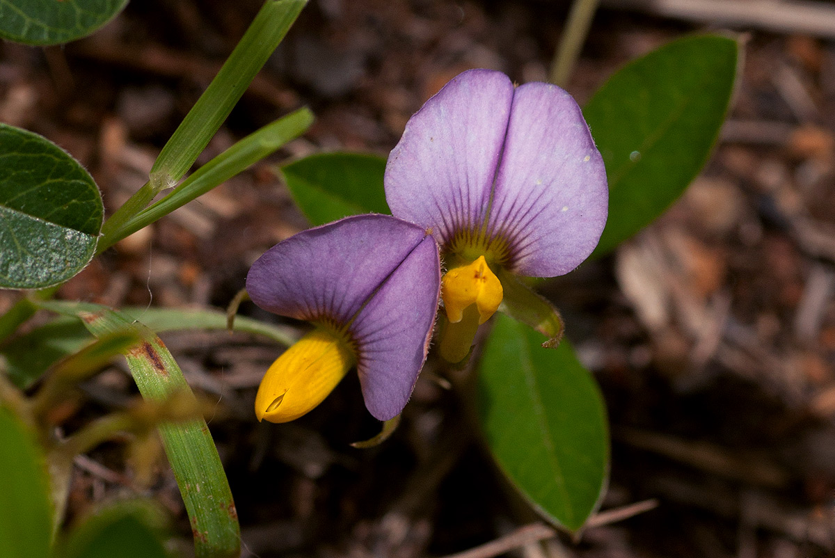 Crotalaria variegata Crotalaria variegata