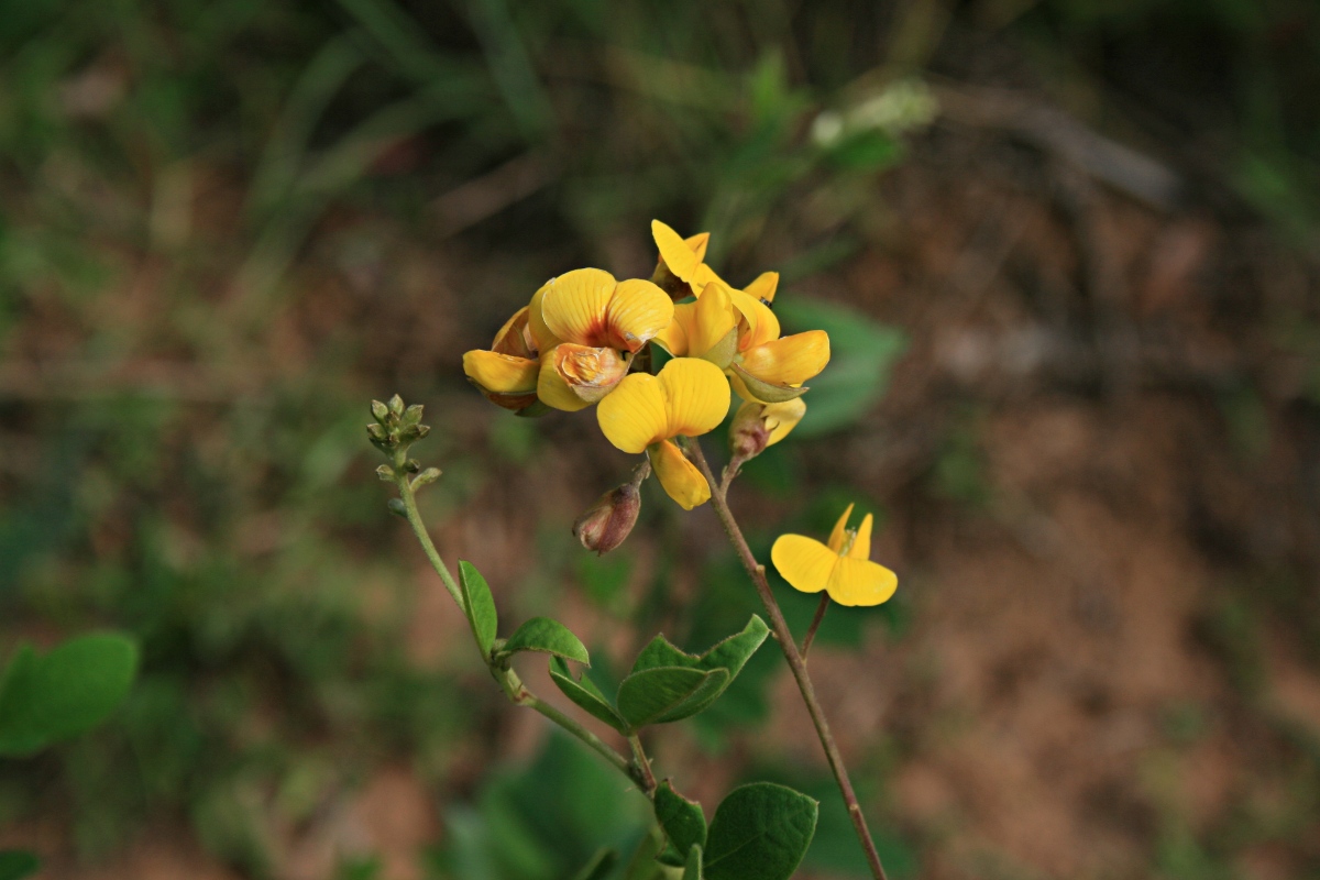 Argyrolobium tomentosum Argyrolobium tomentosum