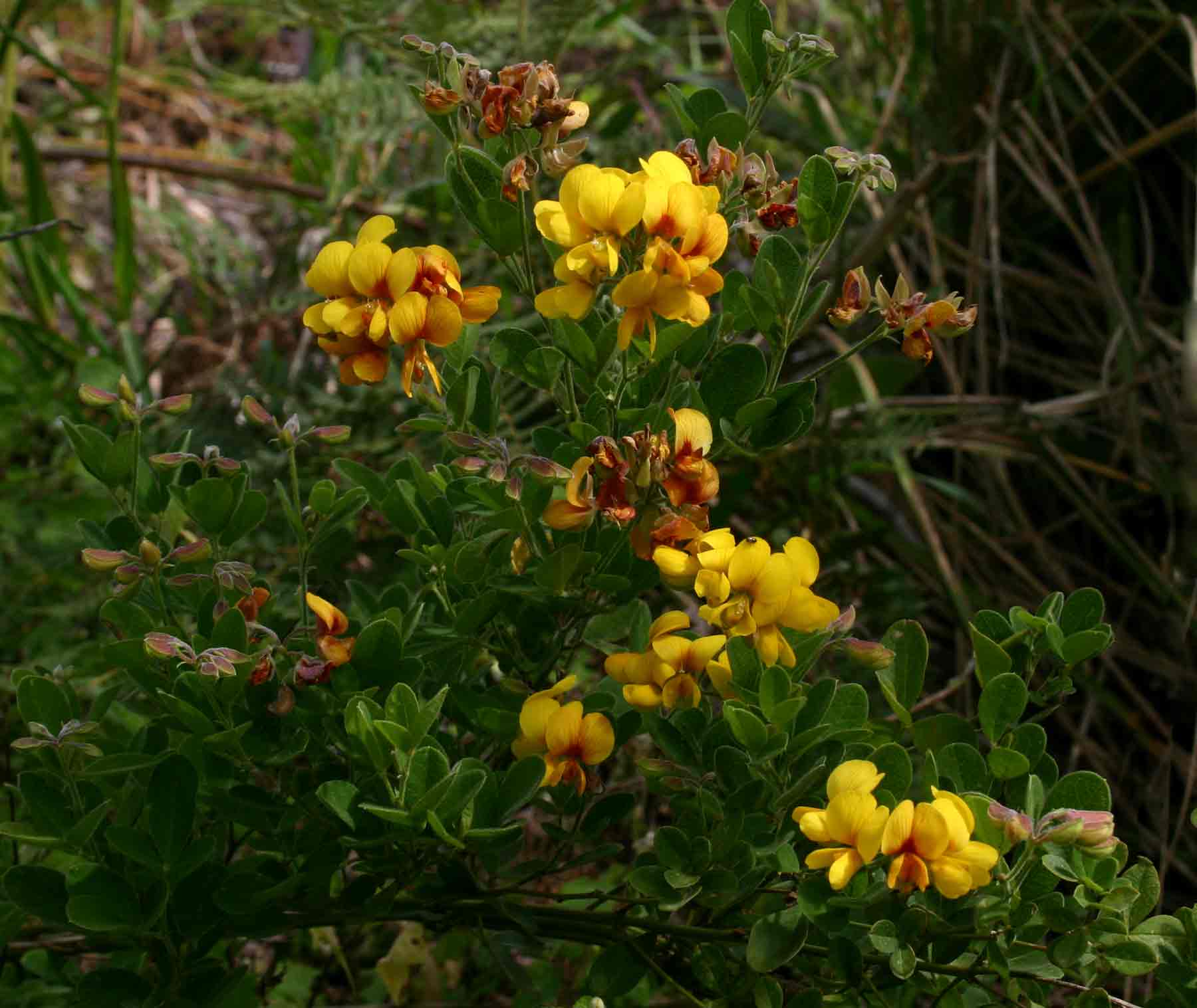 Argyrolobium tomentosum Argyrolobium tomentosum