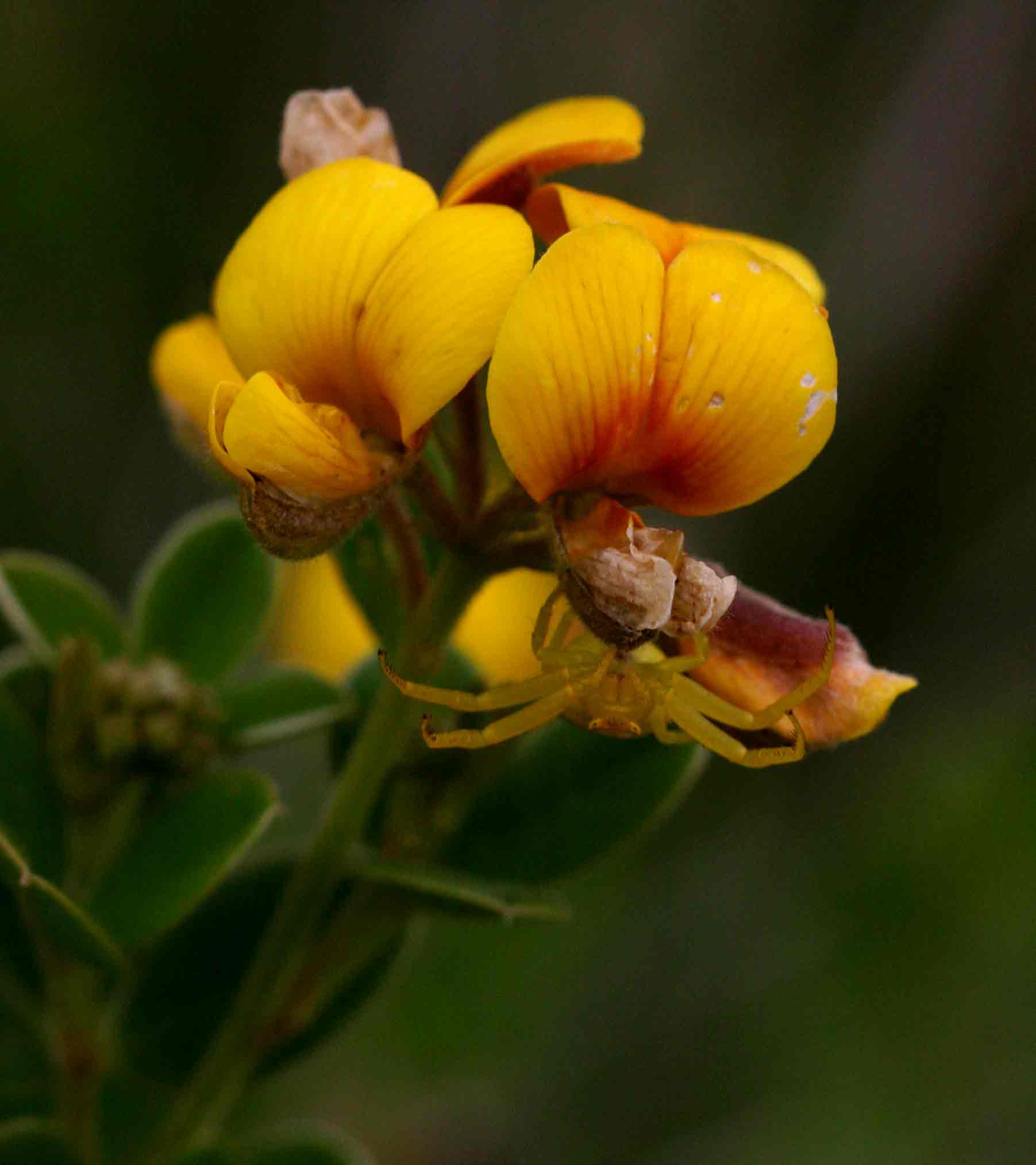 Argyrolobium tomentosum Argyrolobium tomentosum