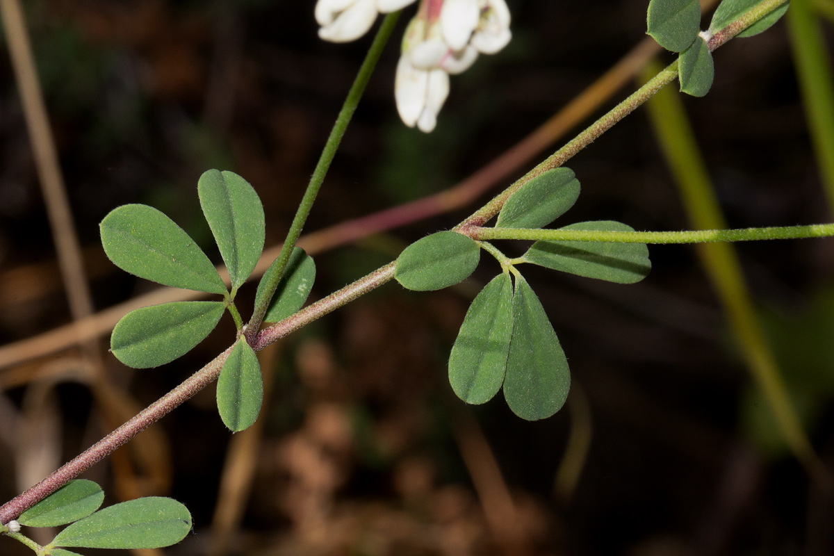 Lotus discolor subsp. discolor Lotus discolor subsp. discolor