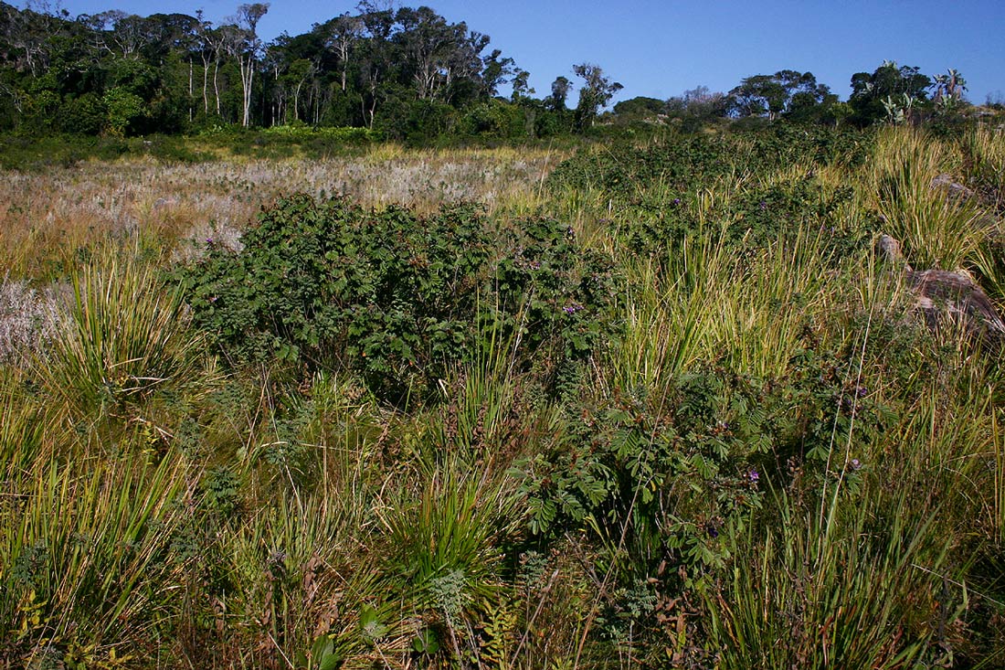 Tephrosia aequilata Tephrosia aequilata