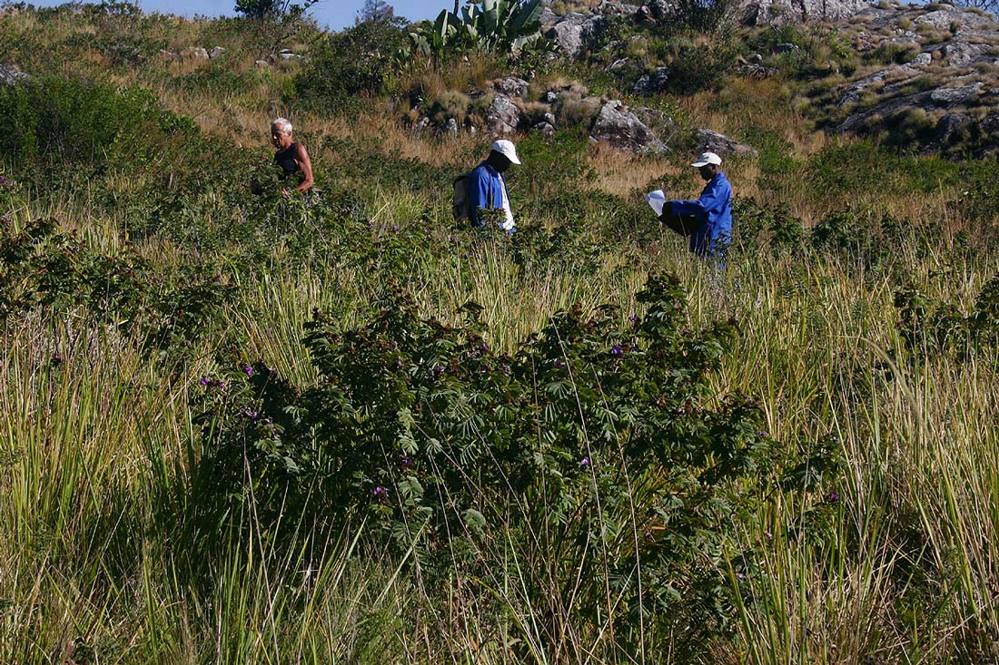 Tephrosia aequilata Tephrosia aequilata