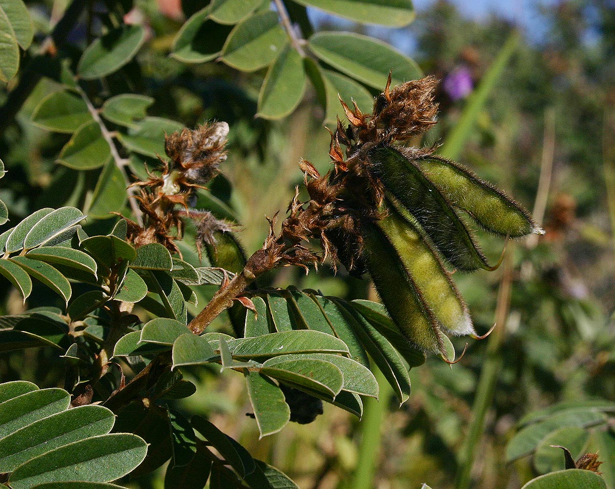 Tephrosia aequilata Tephrosia aequilata