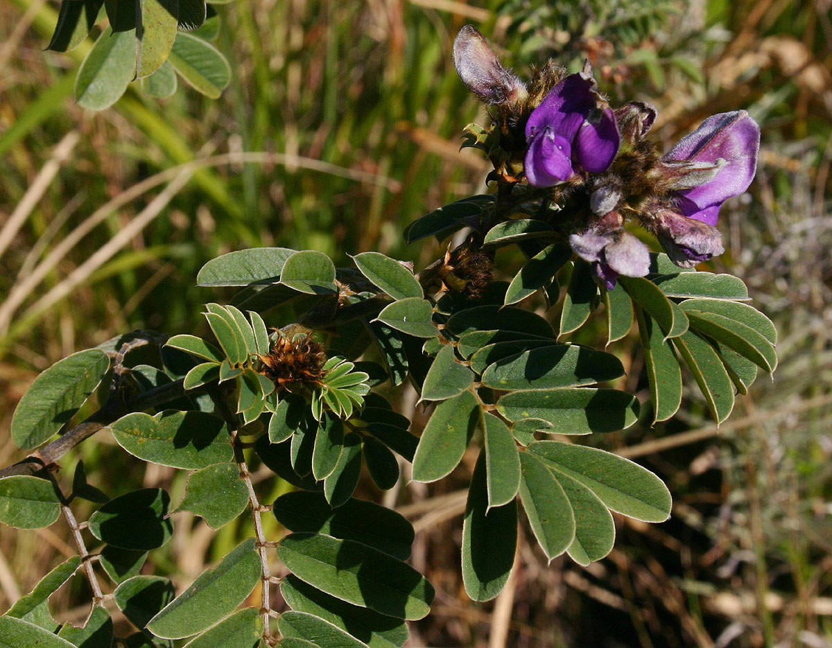 Tephrosia aequilata Tephrosia aequilata