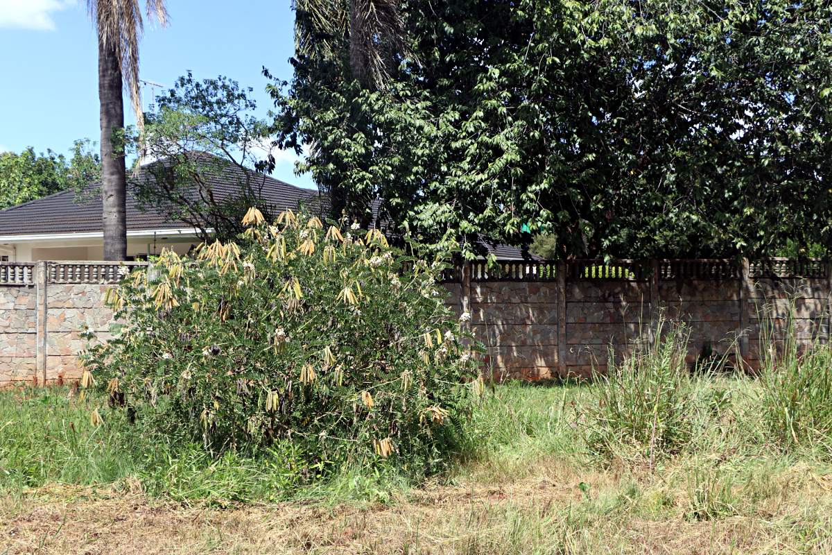 Tephrosia vogelii Tephrosia vogelii