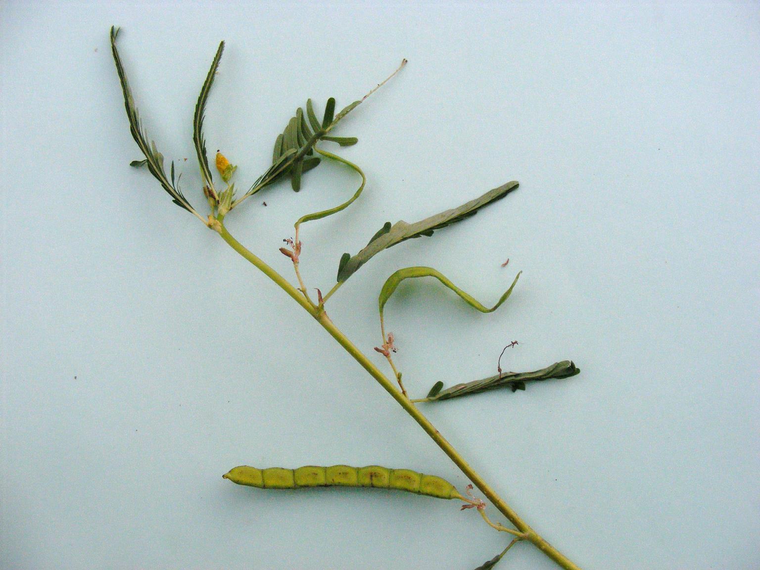 Aeschynomene uniflora Aeschynomene uniflora