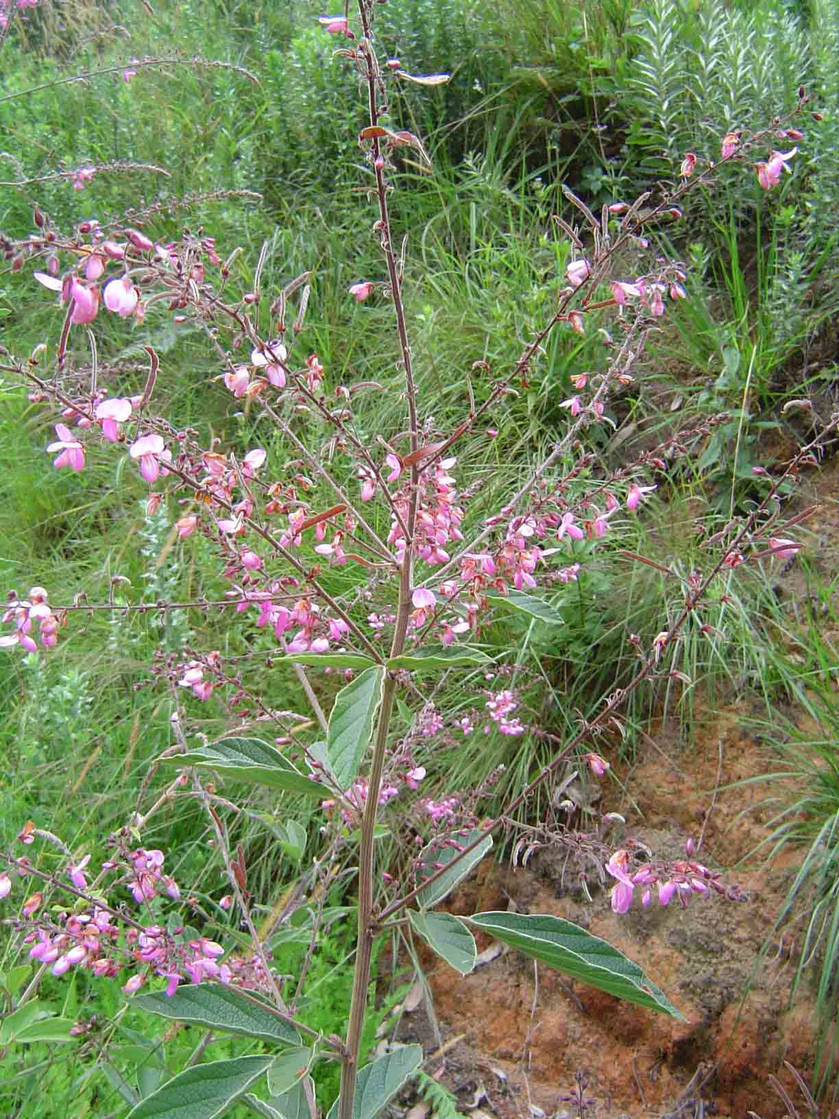 Pseudarthria hookeri var. hookeri Pseudarthria hookeri var. hookeri