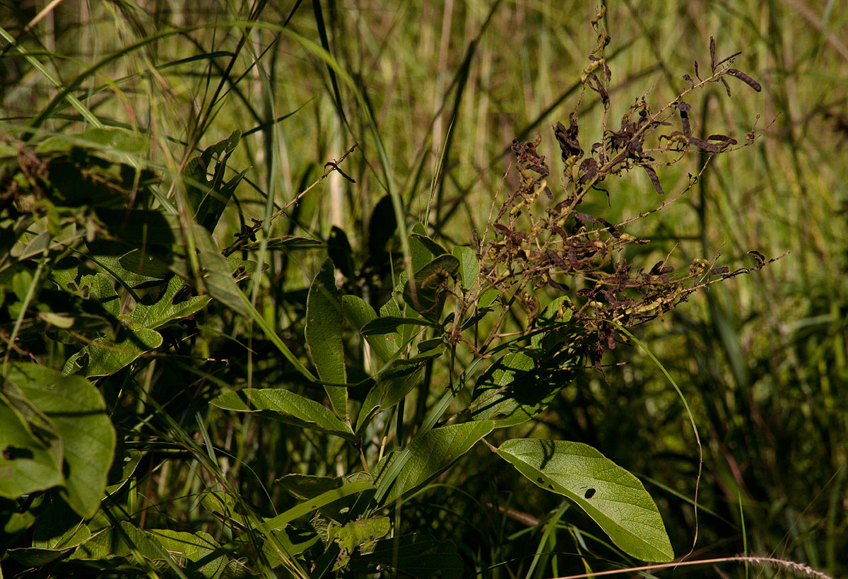 Pseudarthria hookeri var. hookeri Pseudarthria hookeri var. hookeri