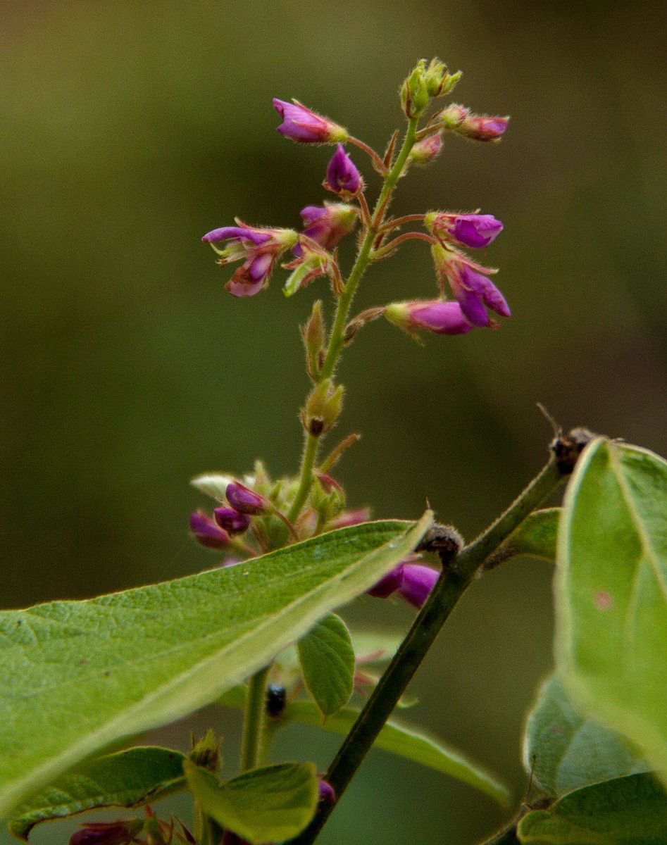 Pseudarthria hookeri var. hookeri Pseudarthria hookeri var. hookeri