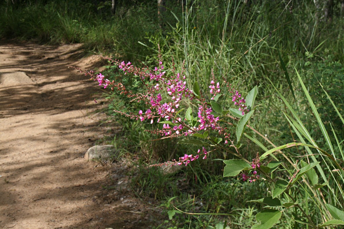Pseudarthria hookeri var. hookeri Pseudarthria hookeri var. hookeri