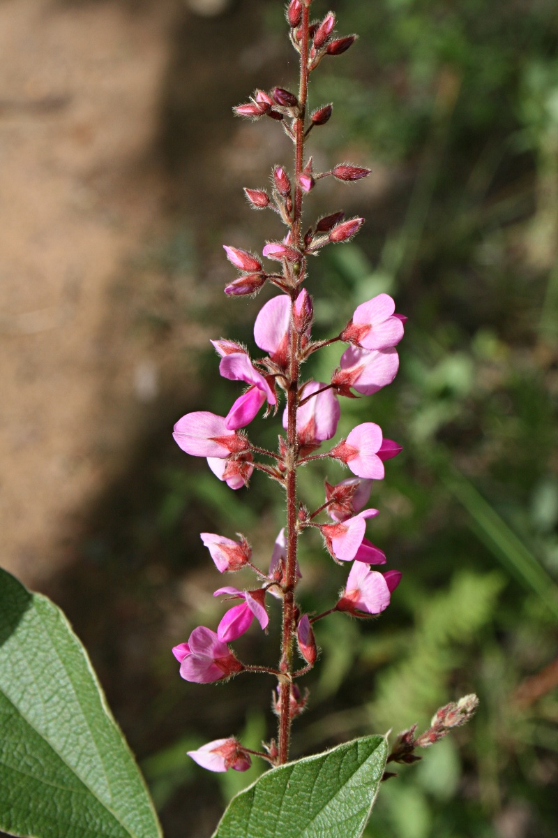 Pseudarthria hookeri var. hookeri Pseudarthria hookeri var. hookeri