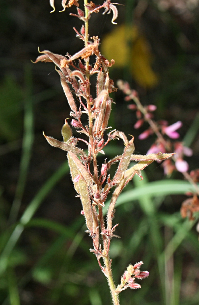 Pseudarthria hookeri var. hookeri Pseudarthria hookeri var. hookeri