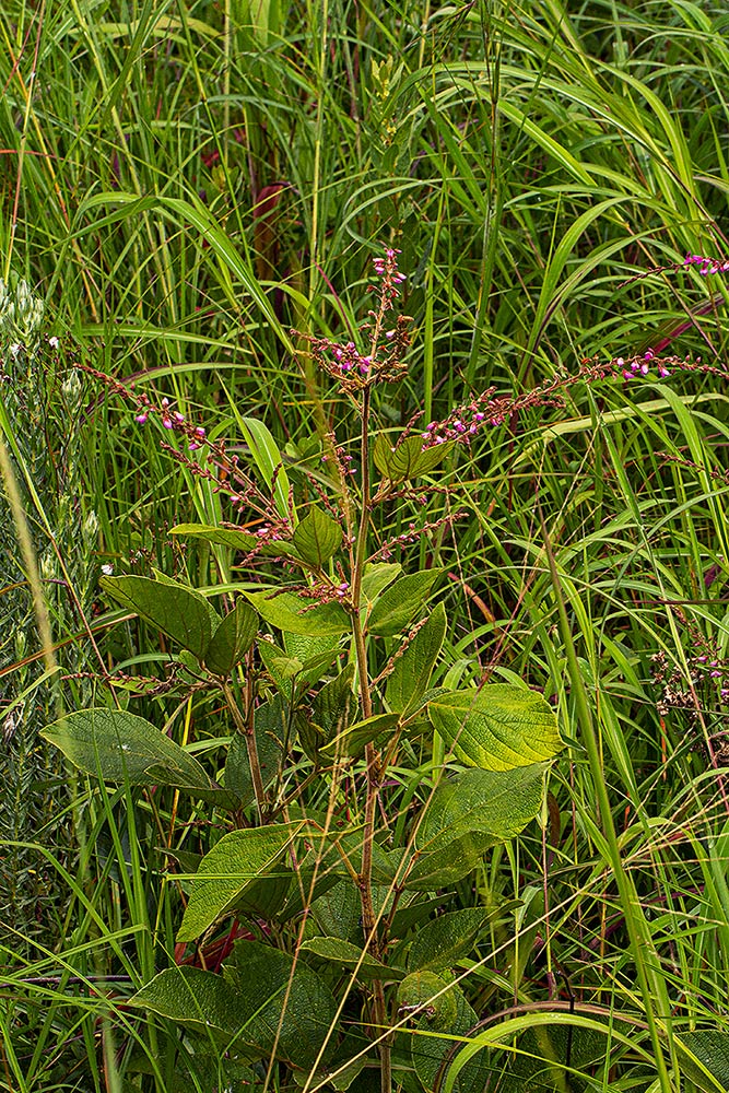 Pseudarthria hookeri var. hookeri Pseudarthria hookeri var. hookeri