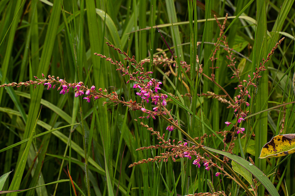 Pseudarthria hookeri var. hookeri Pseudarthria hookeri var. hookeri