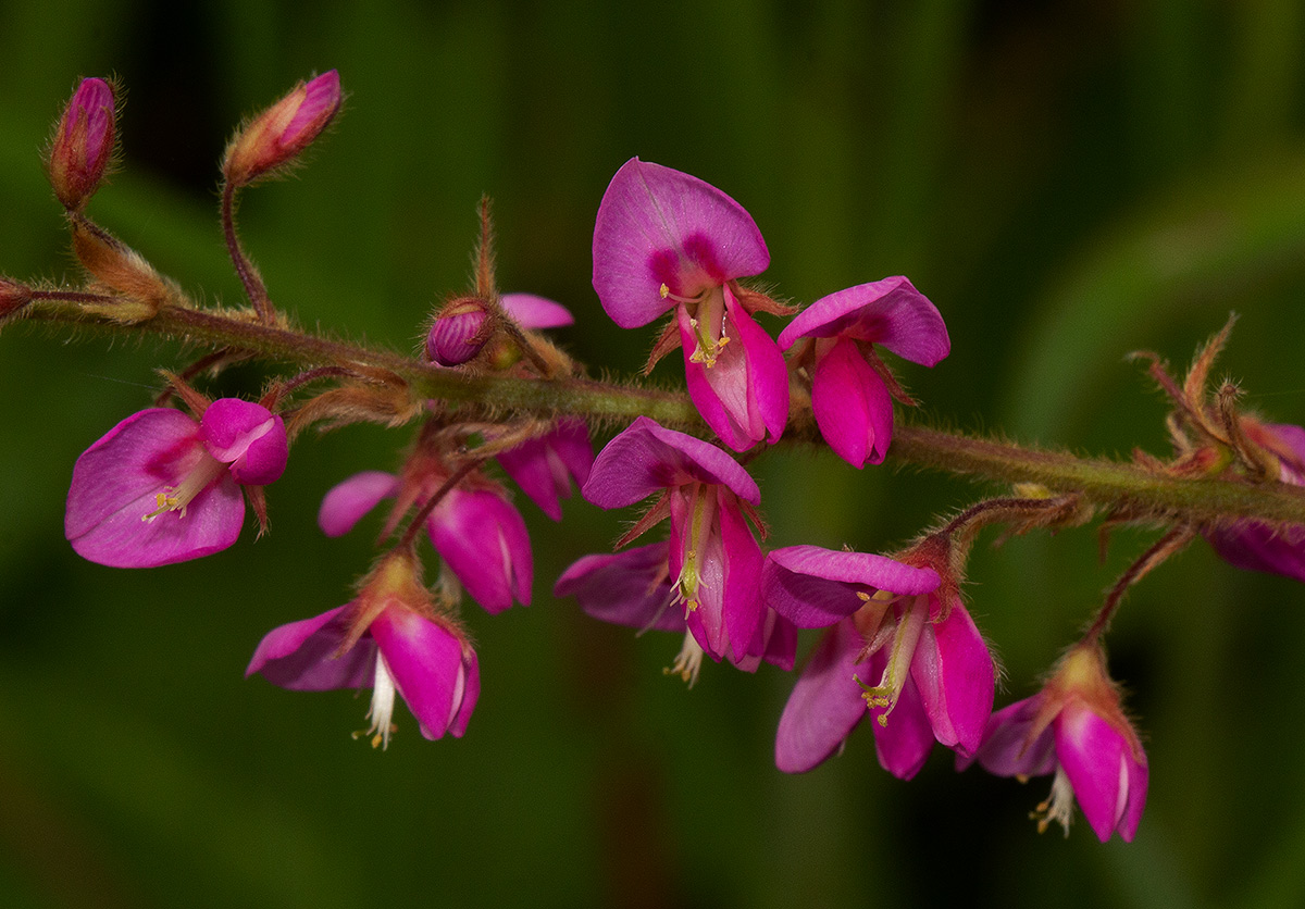 Pseudarthria hookeri var. hookeri Pseudarthria hookeri var. hookeri