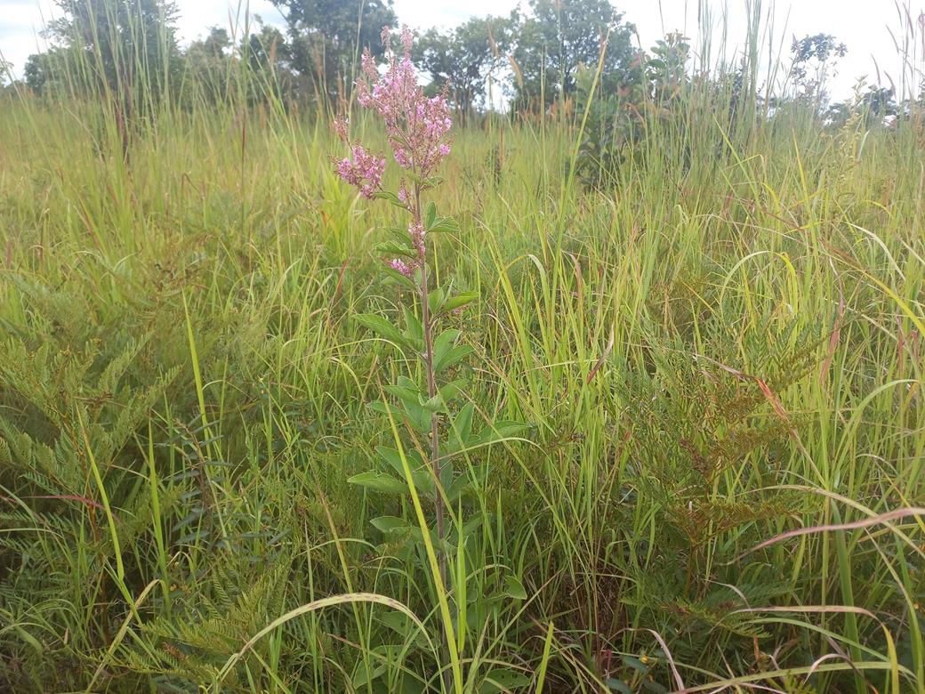 Pseudarthria hookeri var. hookeri Pseudarthria hookeri var. hookeri