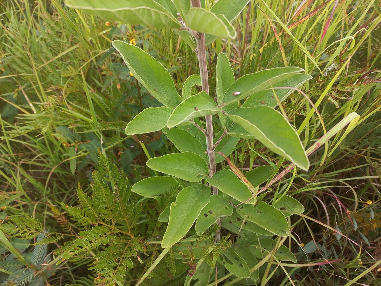 Pseudarthria hookeri var. hookeri Pseudarthria hookeri var. hookeri