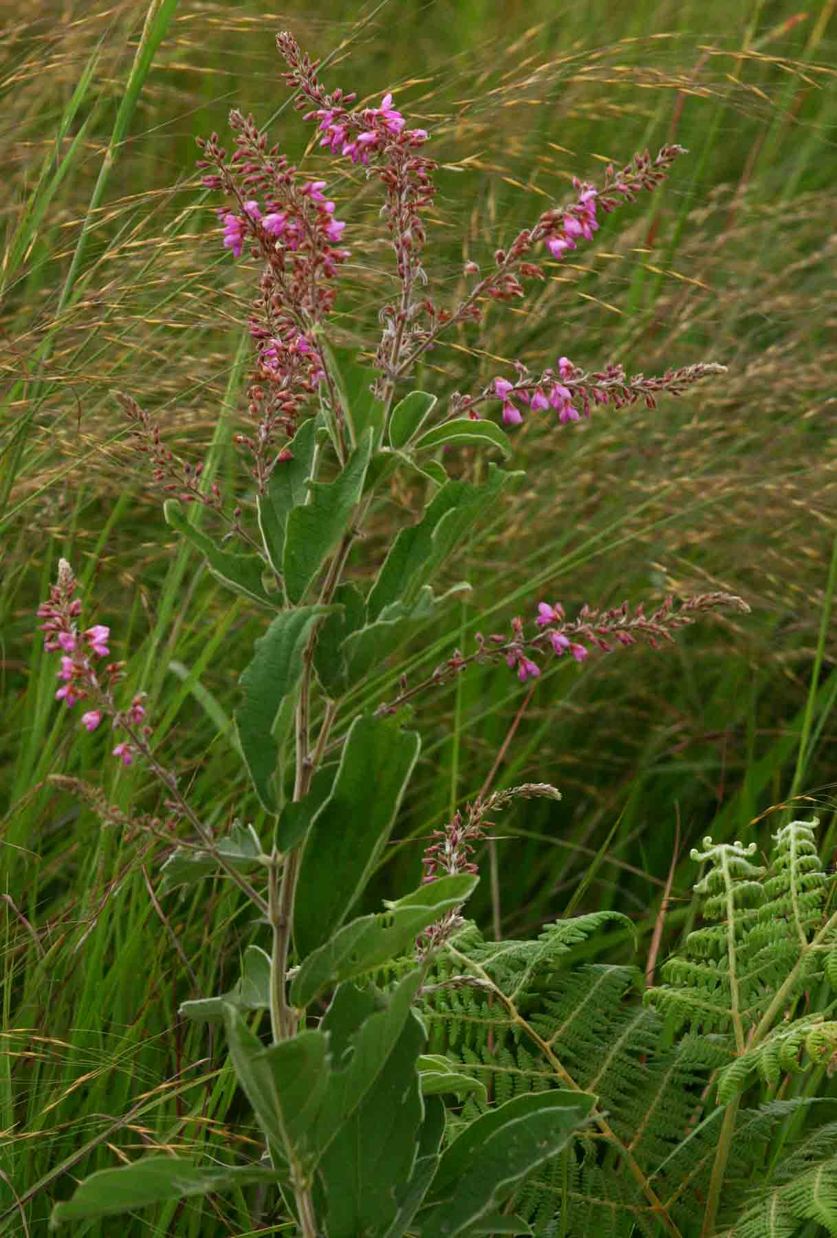 Pseudarthria hookeri var. hookeri Pseudarthria hookeri var. hookeri