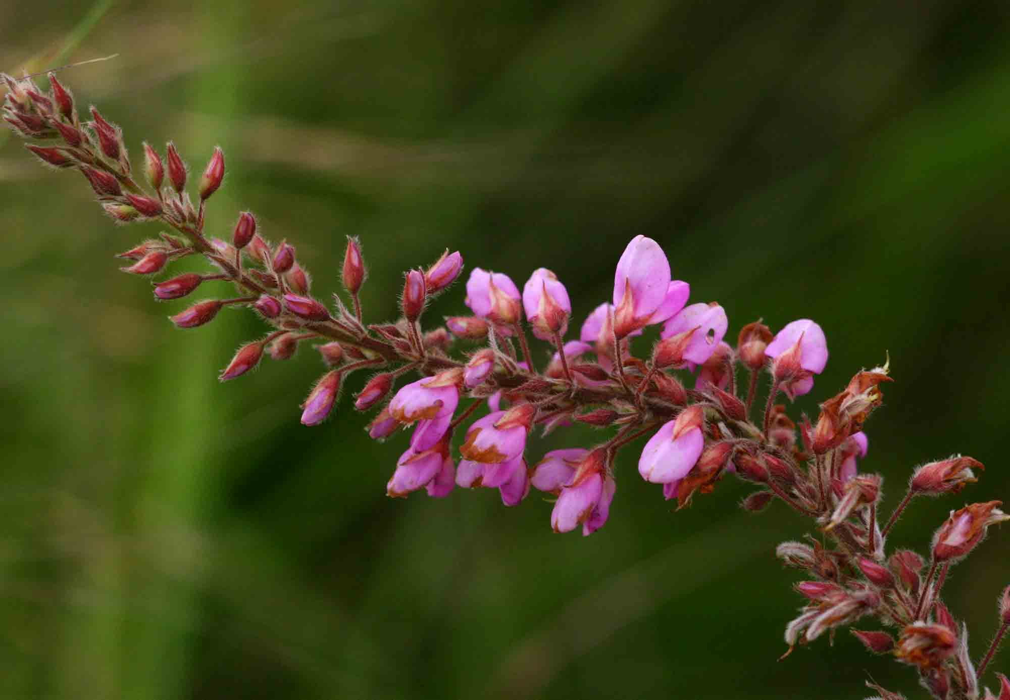 Pseudarthria hookeri var. hookeri Pseudarthria hookeri var. hookeri