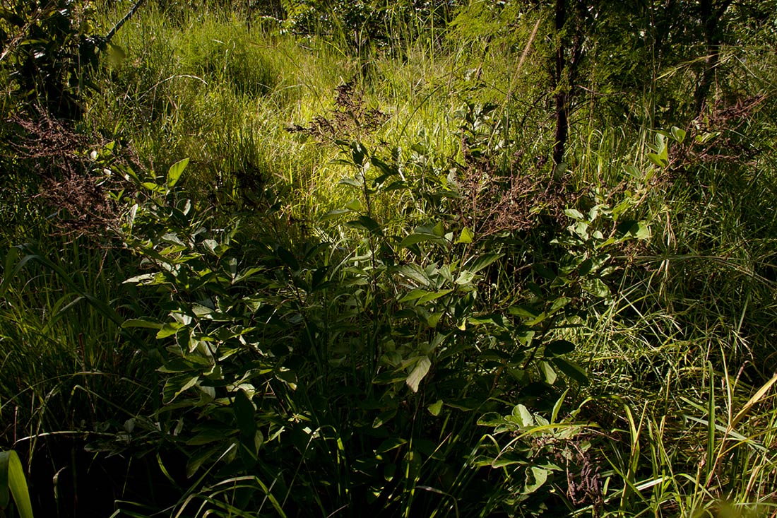 Pseudarthria hookeri var. hookeri Pseudarthria hookeri var. hookeri