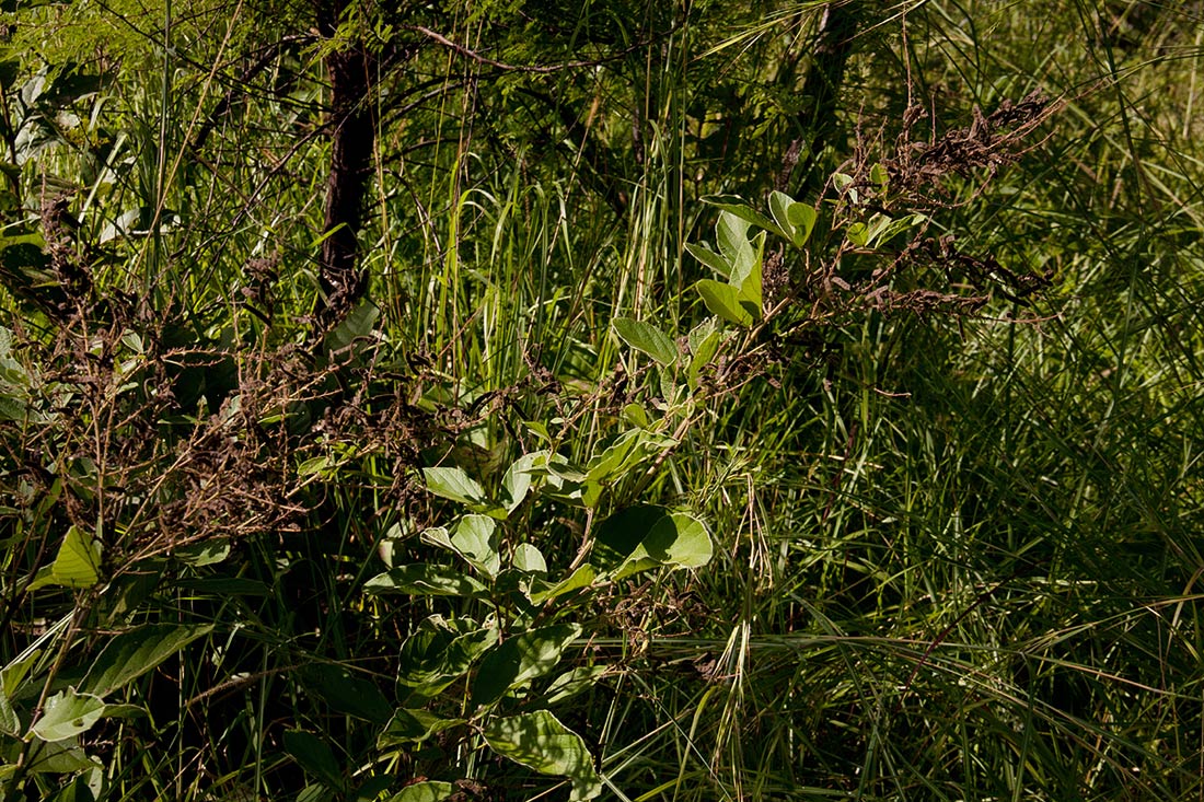 Pseudarthria hookeri var. hookeri Pseudarthria hookeri var. hookeri