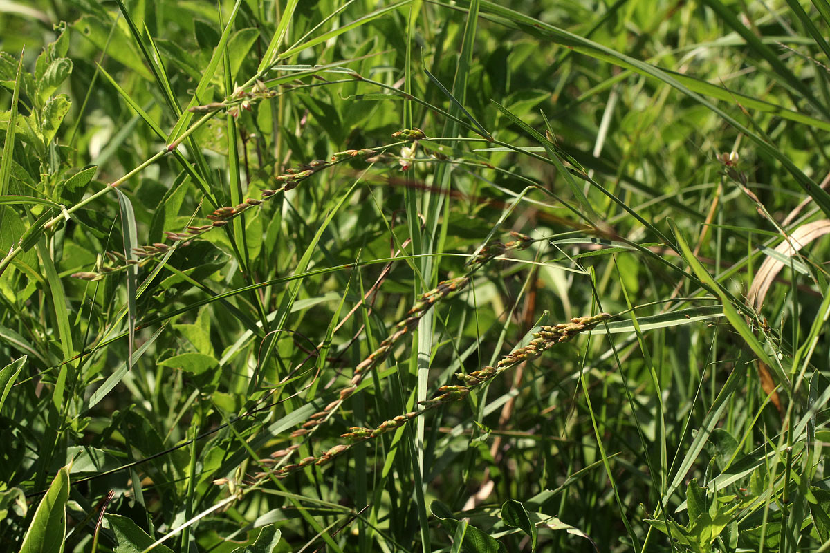 Alysicarpus glumaceus subsp. glumaceus Alysicarpus glumaceus subsp. glumaceus