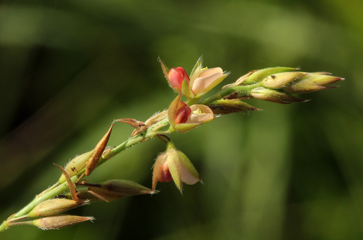 Alysicarpus glumaceus subsp. glumaceus Alysicarpus glumaceus subsp. glumaceus