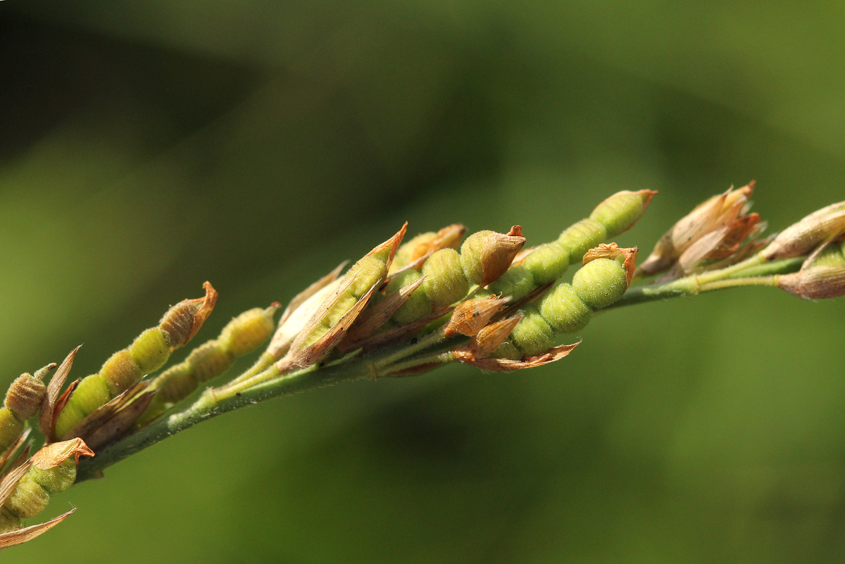 Alysicarpus glumaceus subsp. glumaceus Alysicarpus glumaceus subsp. glumaceus