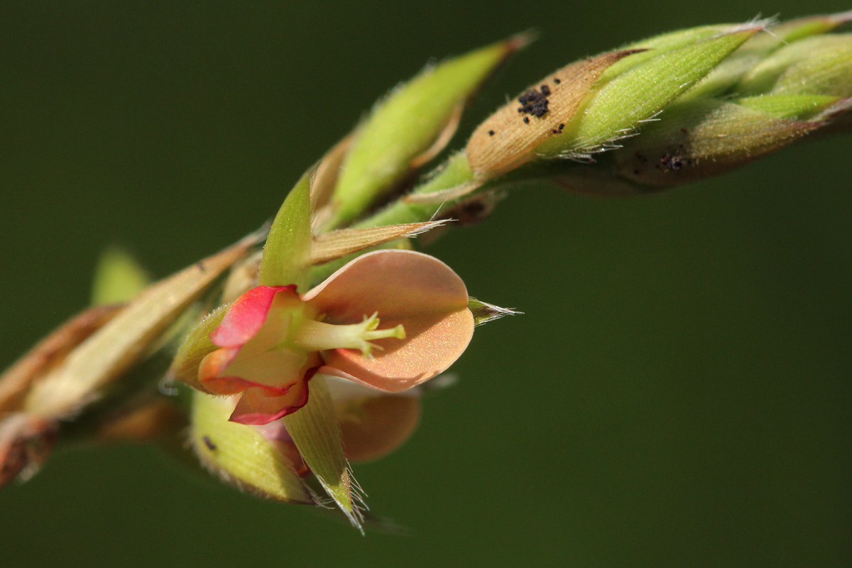 Alysicarpus glumaceus subsp. glumaceus Alysicarpus glumaceus subsp. glumaceus