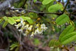 Dalbergia arbutifolia subsp. arbutifolia