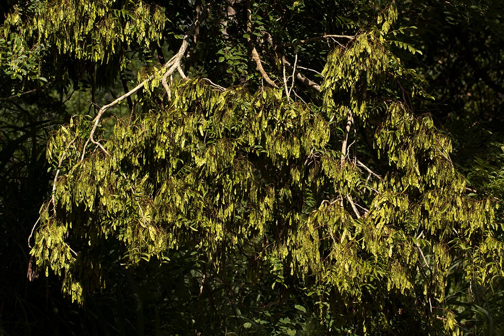 Dalbergia boehmii subsp. boehmii Dalbergia boehmii subsp. boehmii