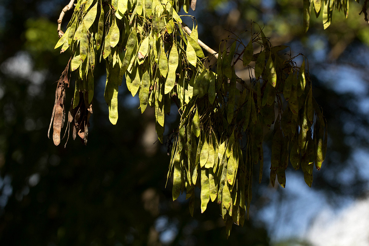 Dalbergia boehmii subsp. boehmii Dalbergia boehmii subsp. boehmii