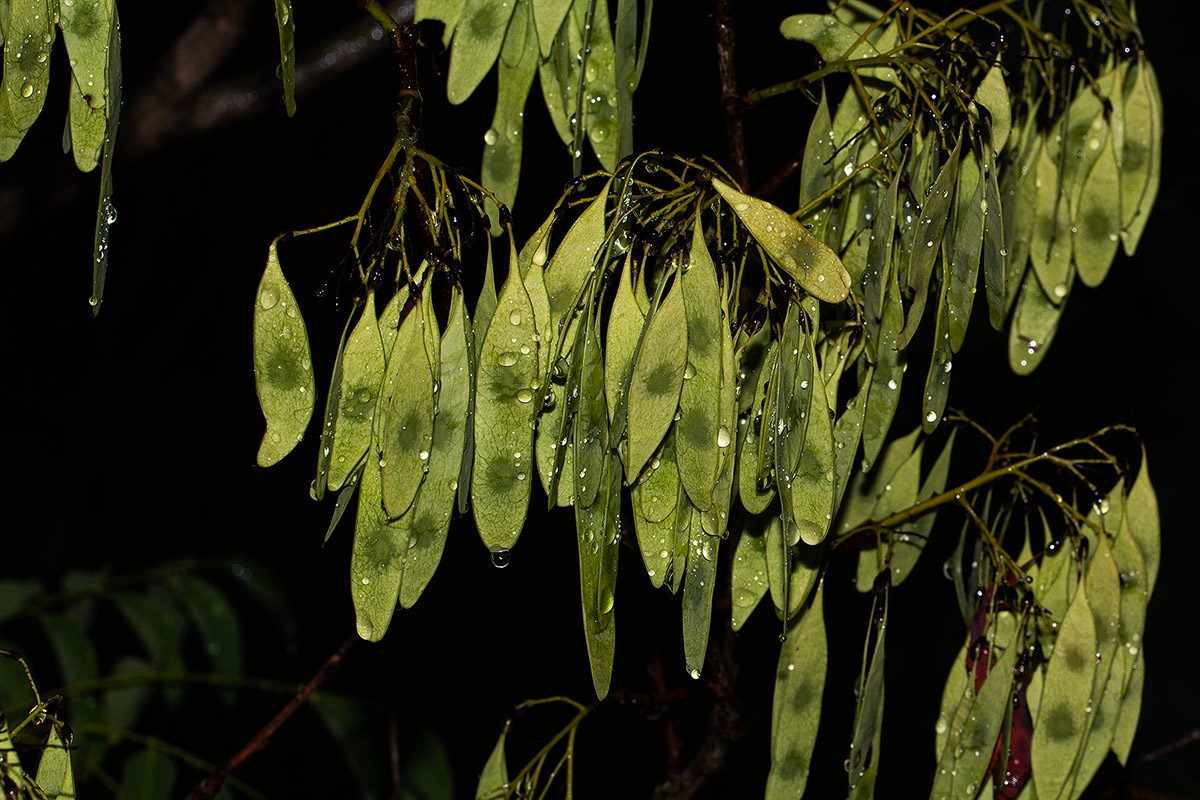 Dalbergia boehmii subsp. boehmii Dalbergia boehmii subsp. boehmii
