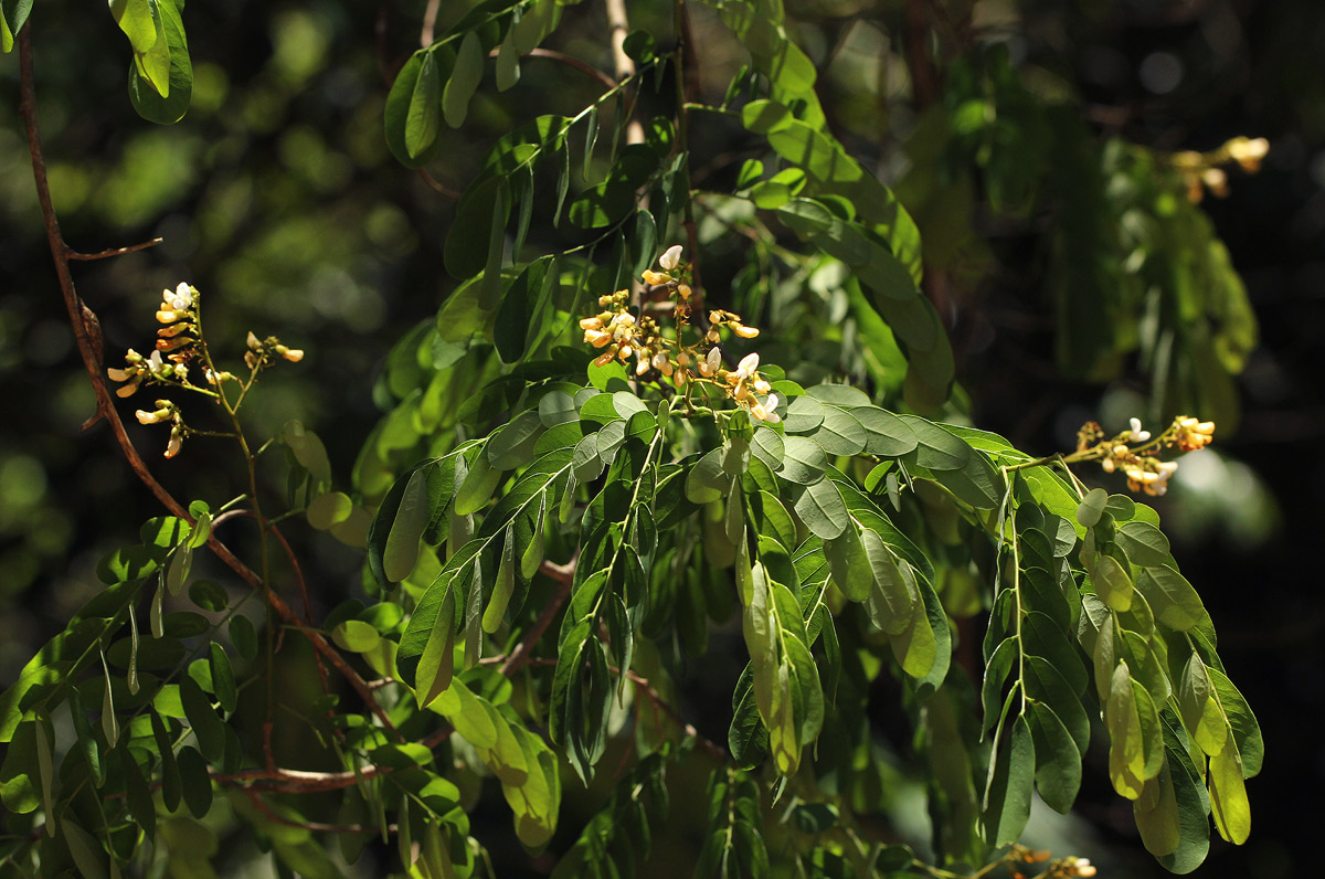 Dalbergia melanoxylon Dalbergia melanoxylon