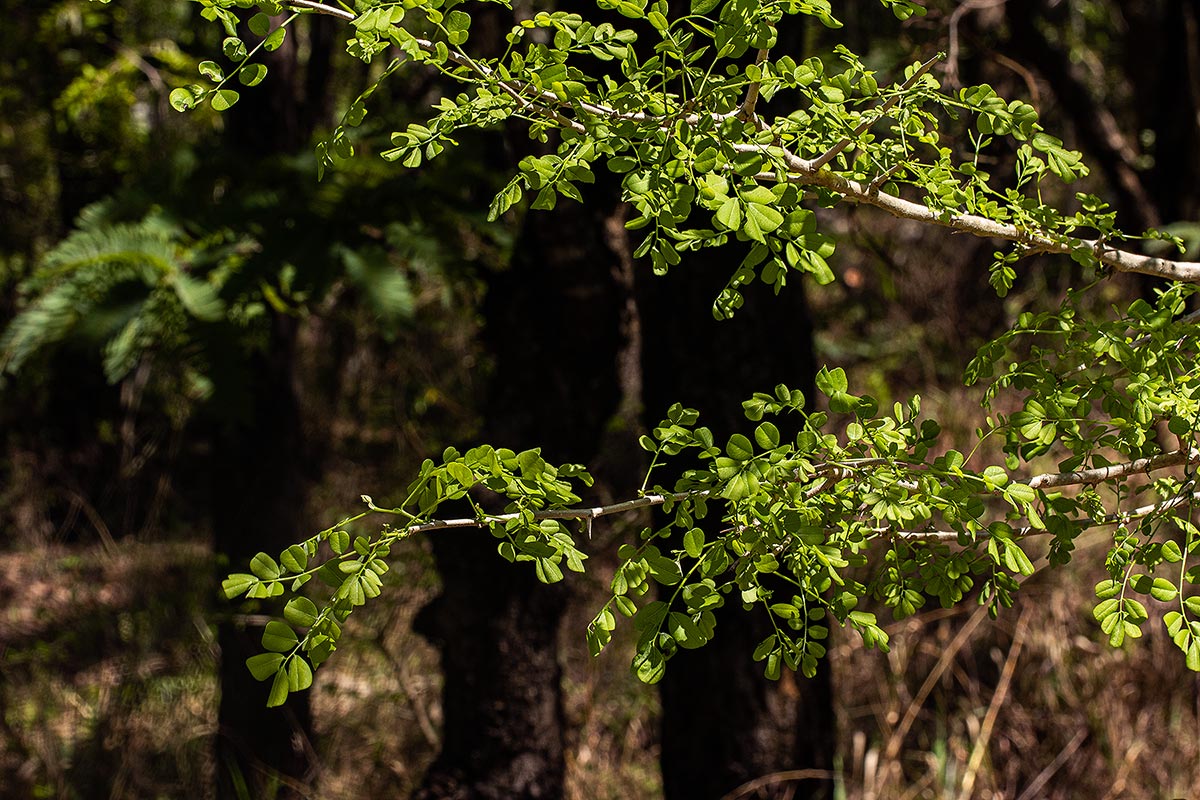 Dalbergia melanoxylon Dalbergia melanoxylon