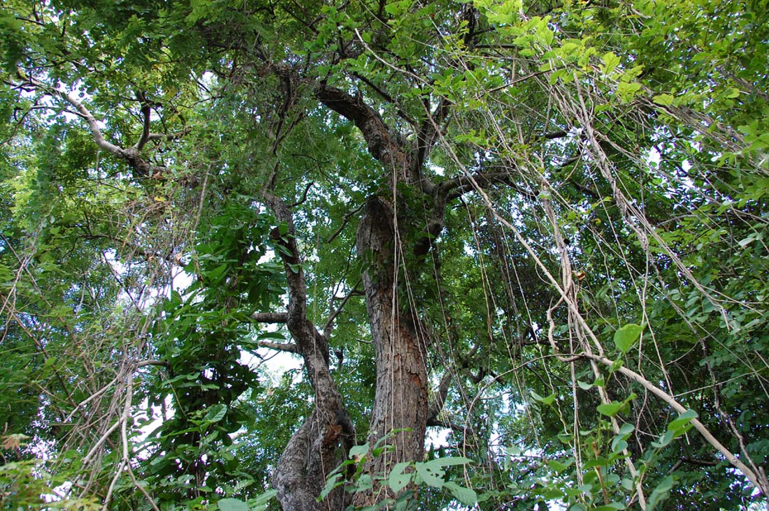 Xeroderris stuhlmannii Xeroderris stuhlmannii